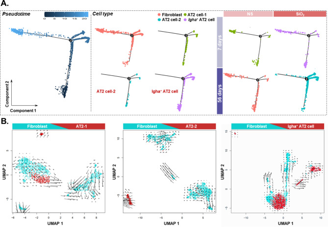 Single-cell transcriptome sequencing-based analysis: probing the mechanisms of glycoprotein NMB regulation of epithelial cells involved in silicosis.