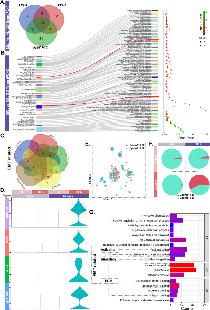 Single-cell transcriptome sequencing-based analysis: probing the mechanisms of glycoprotein NMB regulation of epithelial cells involved in silicosis.