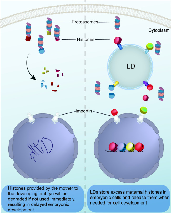 Beyond energy provider: multifunction of lipid droplets in embryonic development.