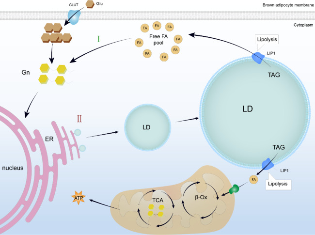 Beyond energy provider: multifunction of lipid droplets in embryonic development.