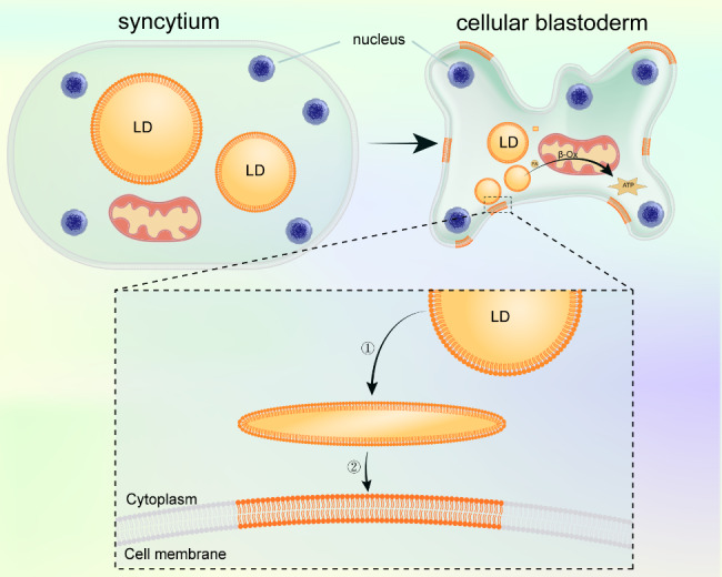 Beyond energy provider: multifunction of lipid droplets in embryonic development.