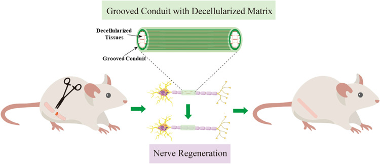 A grooved conduit combined with decellularized tissues for peripheral nerve regeneration