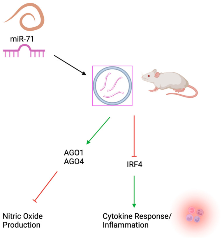 Conservation and Targets of miR-71: A Systematic Review and Meta-Analysis.