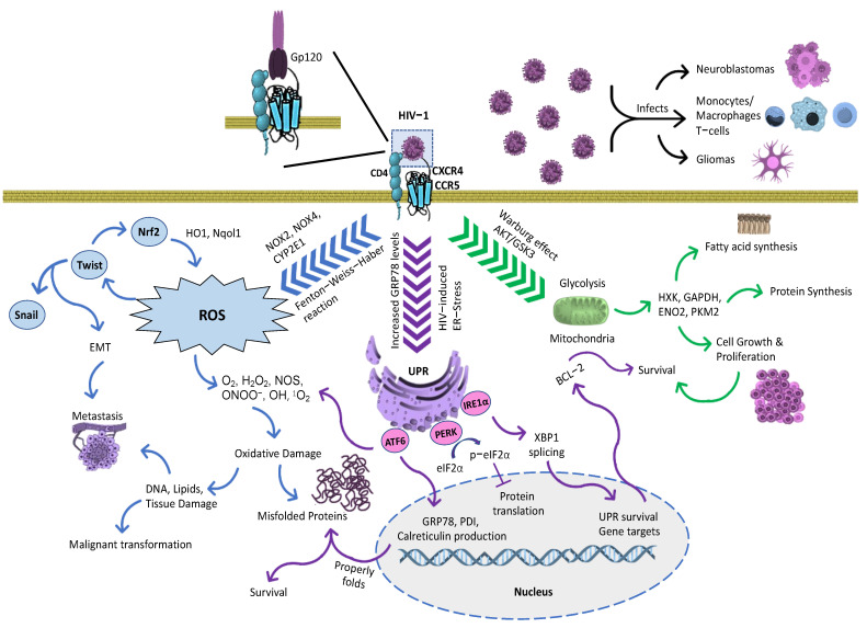 Oncogenic Proteomics Approaches for Translational Research and HIV-Associated Malignancy Mechanisms.