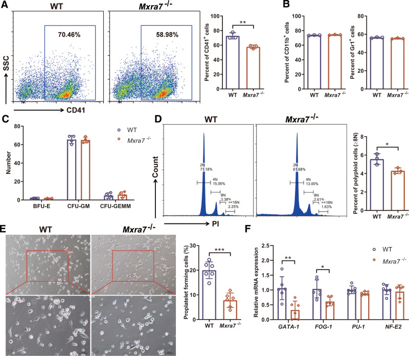 MXRA7 is involved in megakaryocyte differentiation and platelet production.