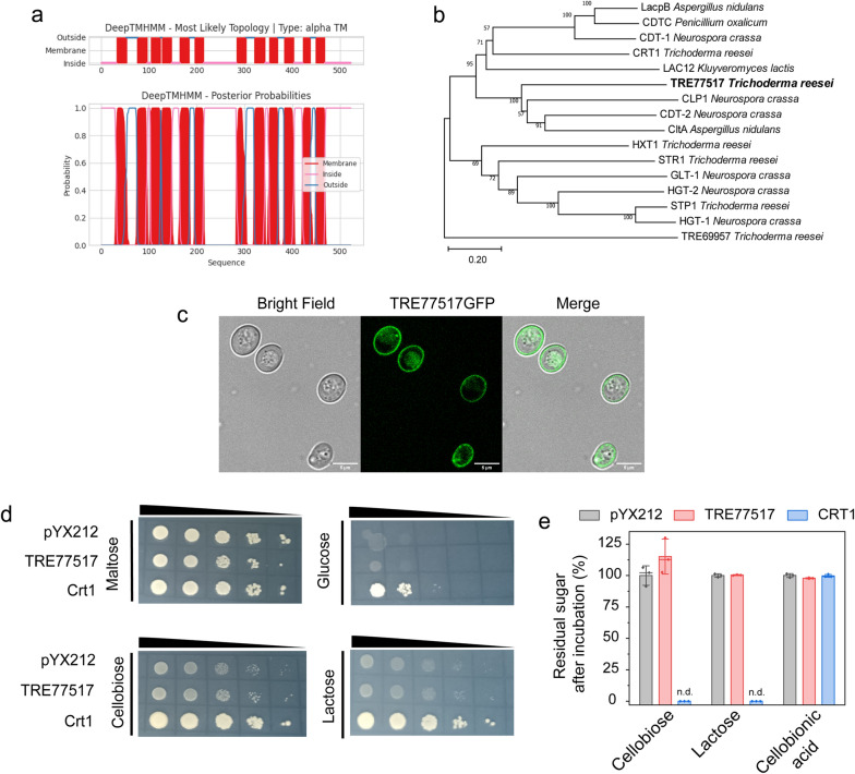 Role of cellulose response transporter-like protein CRT2 in cellulase induction in Trichoderma reesei.