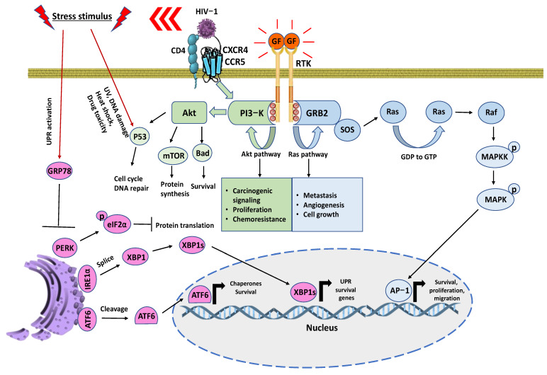 Oncogenic Proteomics Approaches for Translational Research and HIV-Associated Malignancy Mechanisms.