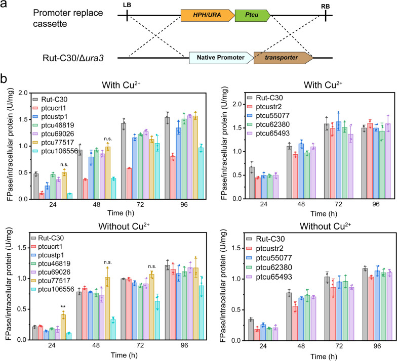 Role of cellulose response transporter-like protein CRT2 in cellulase induction in Trichoderma reesei.