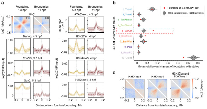 Extrusion fountains are hallmarks of chromosome organization emerging upon zygotic genome activation.