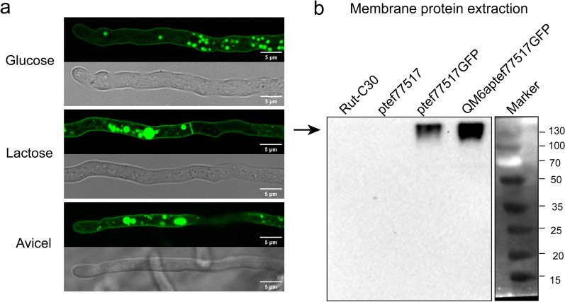 Role of cellulose response transporter-like protein CRT2 in cellulase induction in Trichoderma reesei.