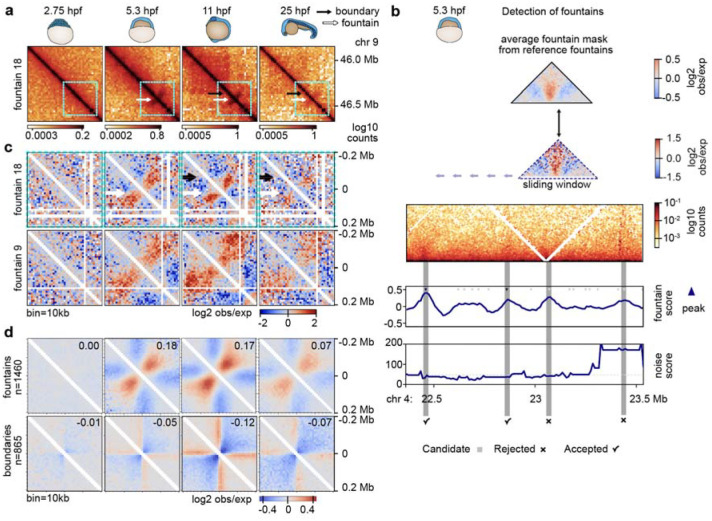 Extrusion fountains are hallmarks of chromosome organization emerging upon zygotic genome activation.