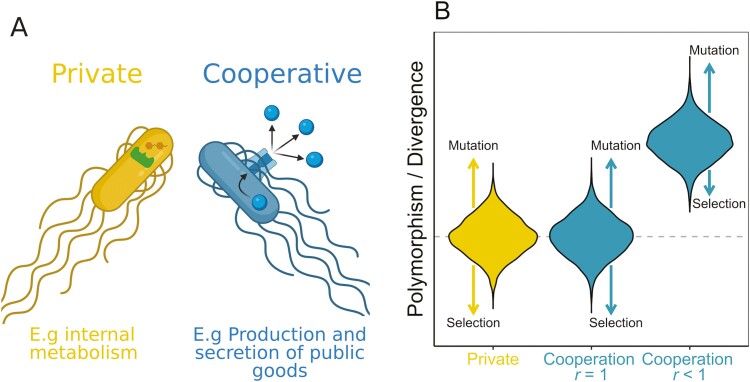 Signatures of kin selection in a natural population of the bacteria <i>Bacillus subtilis</i>.