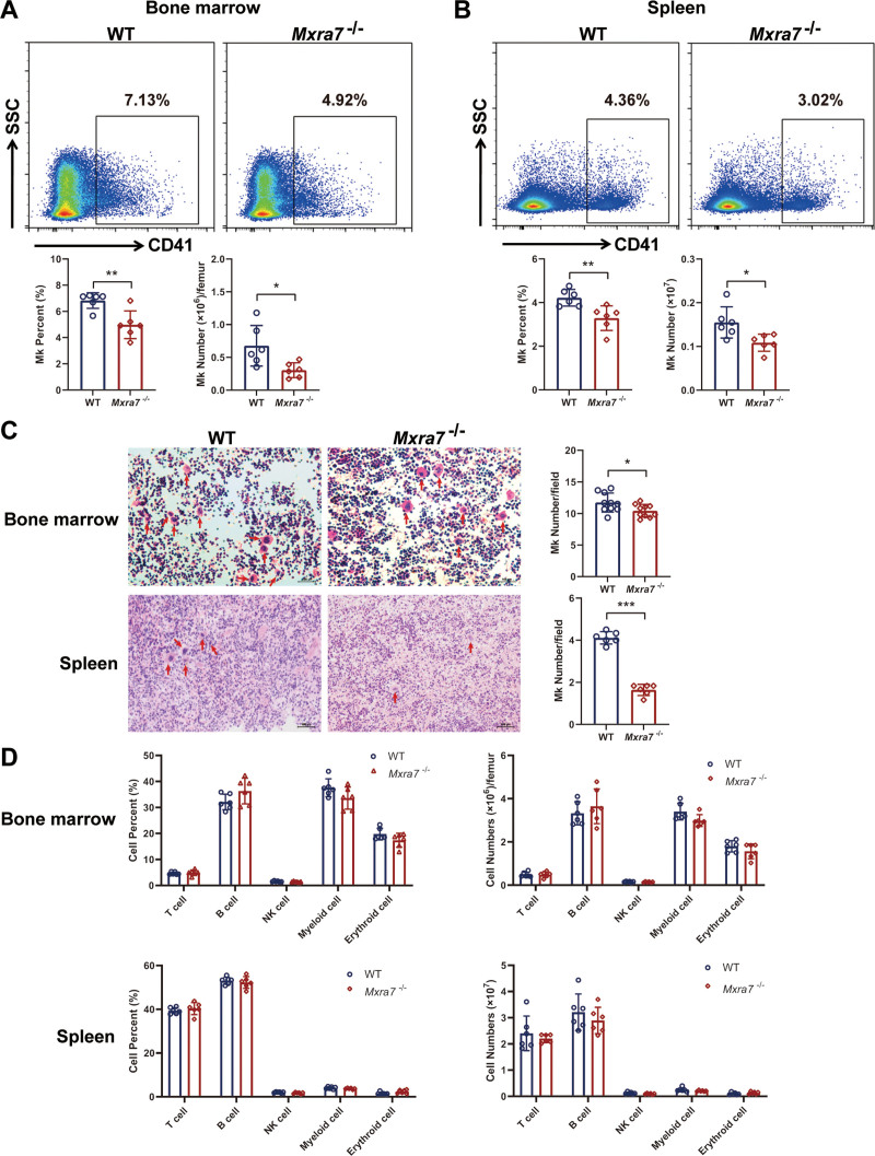 MXRA7 is involved in megakaryocyte differentiation and platelet production.