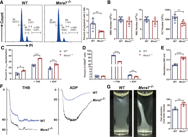 MXRA7 is involved in megakaryocyte differentiation and platelet production.