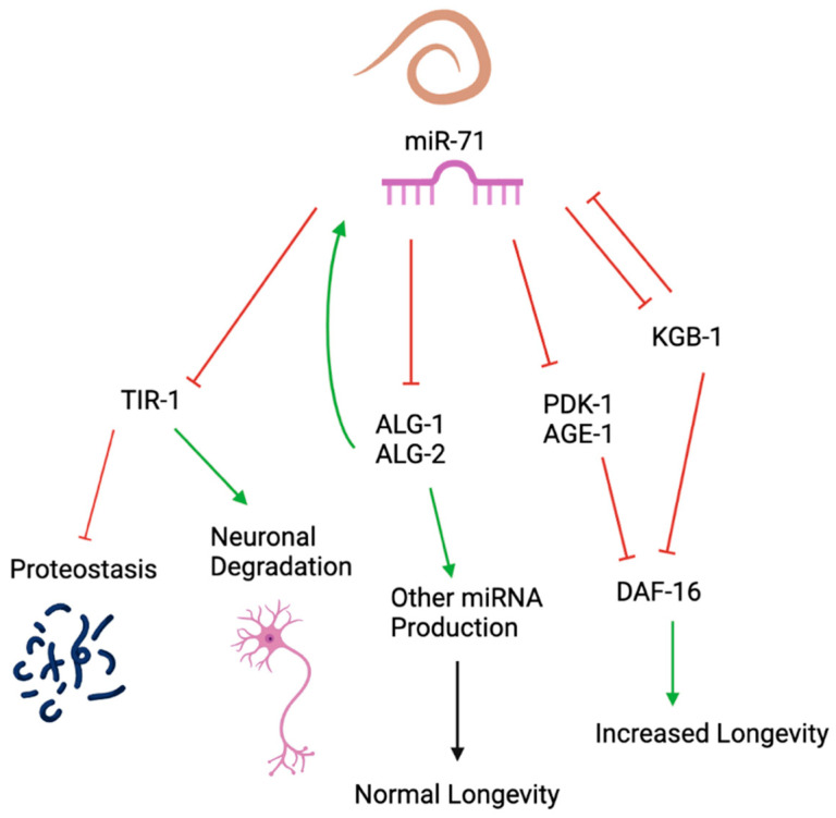 Conservation and Targets of miR-71: A Systematic Review and Meta-Analysis.