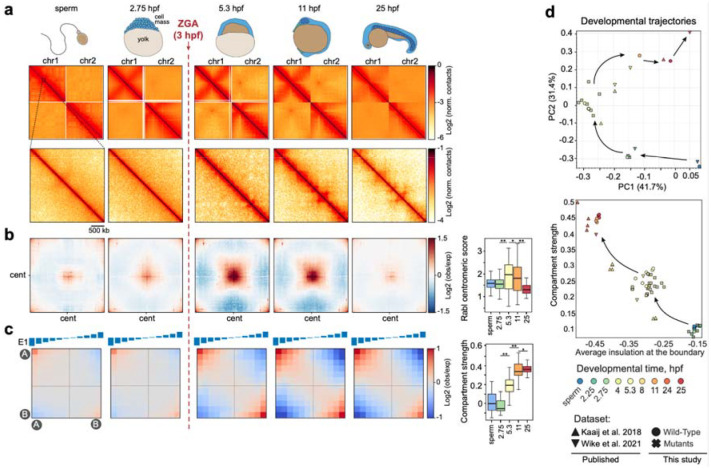 Extrusion fountains are hallmarks of chromosome organization emerging upon zygotic genome activation.