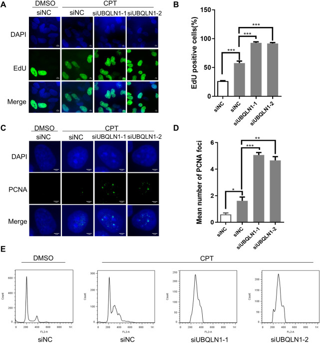 UBQLN1 deficiency mediates telomere shortening and IPF through interacting with RPA1.