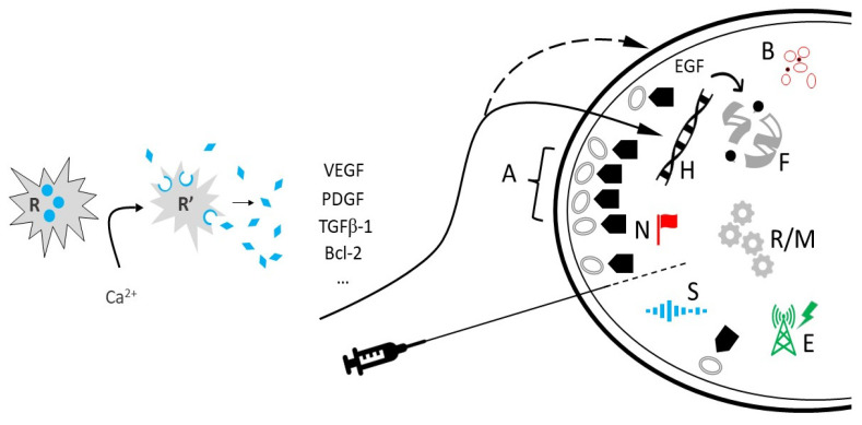 Multichannel Recovery Potential with Activated Autologous Intraovarian Platelet-Rich Plasma and Its Derivatives.