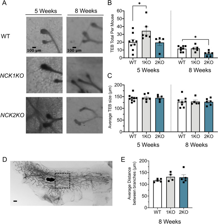 Distinct Requirements for Adaptor Proteins NCK1 and NCK2 in Mammary Gland Development.