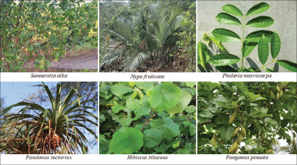 Antibacterial activity of hexane and methanol fractions of some selected plants against <i>Klebsiella pneumoniae</i>.