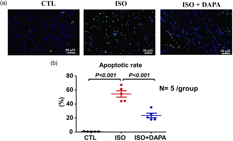 Dapagliflozin attenuates cardiac remodeling and dysfunction in rats with β-adrenergic receptor overactivation through restoring calcium handling and suppressing cardiomyocyte apoptosis.