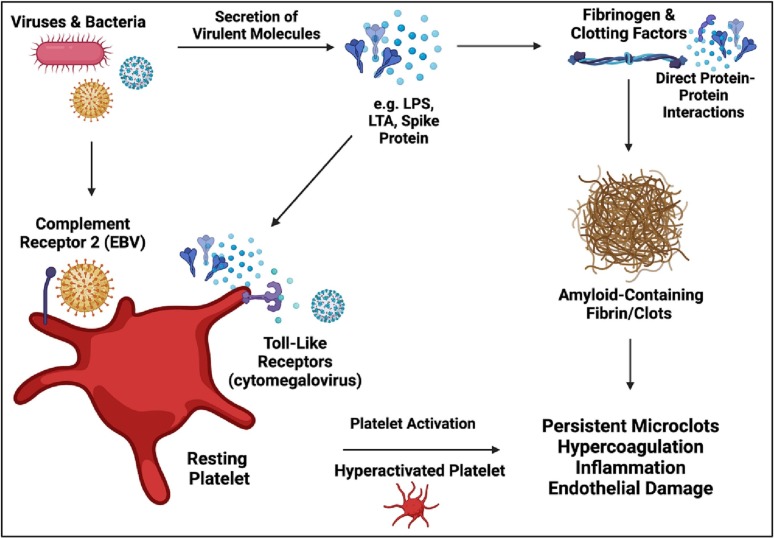 Cardiovascular and haematological pathology in myalgic encephalomyelitis/chronic fatigue syndrome (ME/CFS): A role for viruses