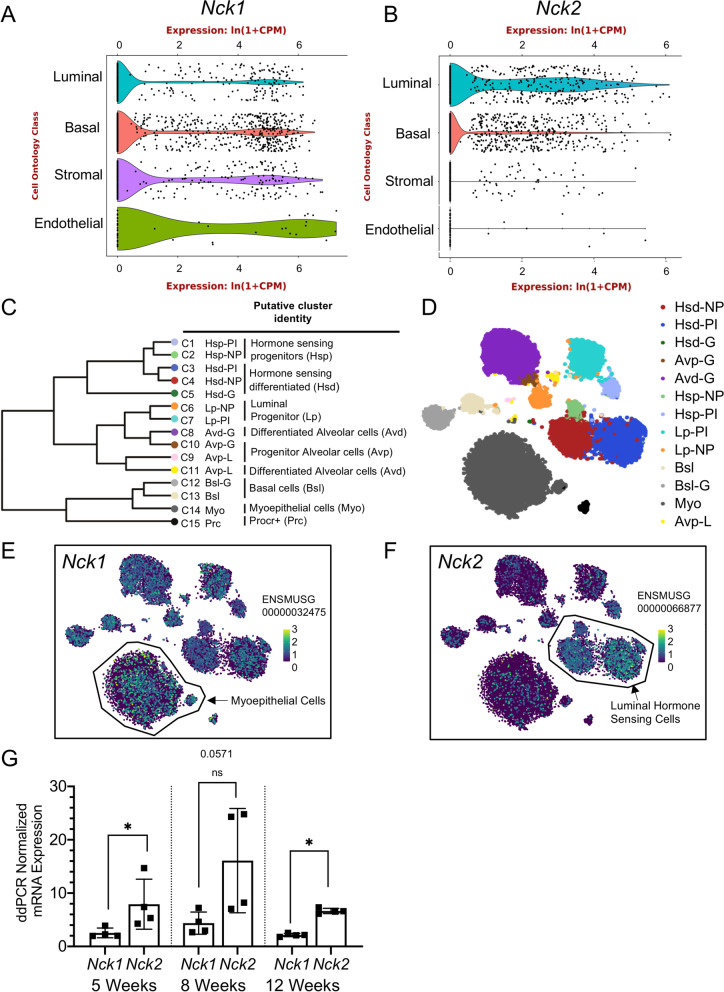 Distinct Requirements for Adaptor Proteins NCK1 and NCK2 in Mammary Gland Development.