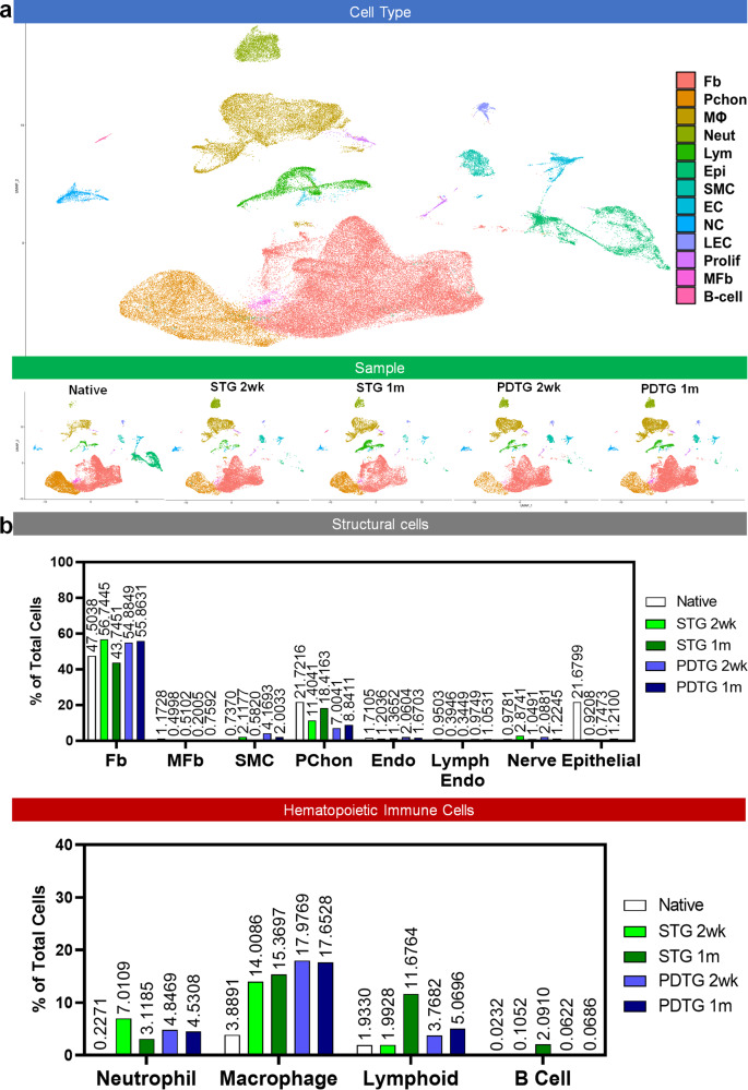 Regeneration of tracheal neotissue in partially decellularized scaffolds.