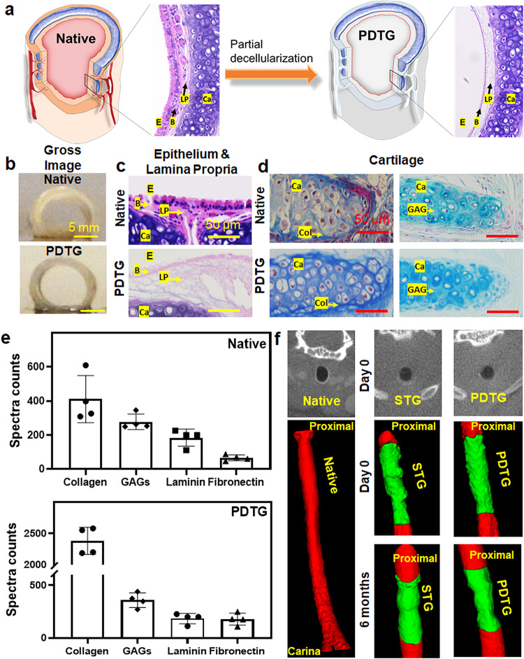 Regeneration of tracheal neotissue in partially decellularized scaffolds.