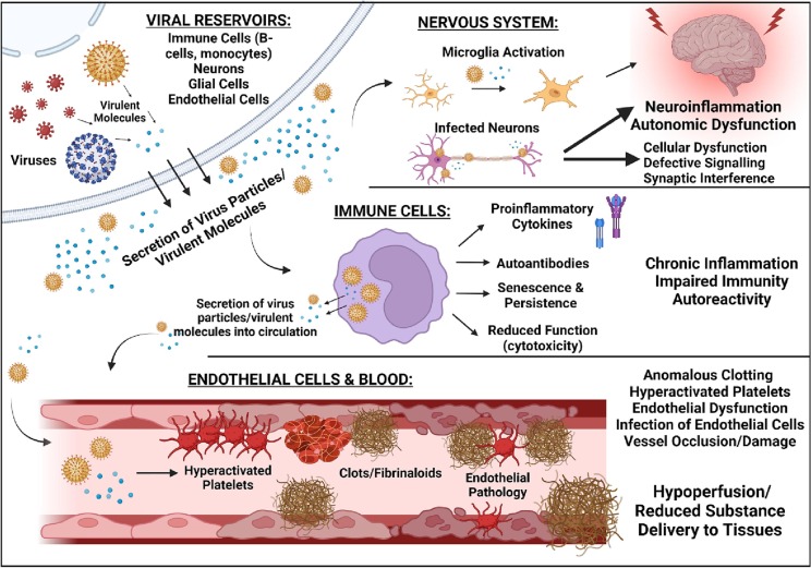 Cardiovascular and haematological pathology in myalgic encephalomyelitis/chronic fatigue syndrome (ME/CFS): A role for viruses