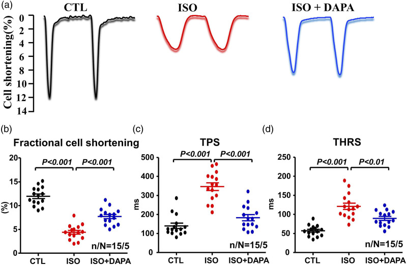 Dapagliflozin attenuates cardiac remodeling and dysfunction in rats with β-adrenergic receptor overactivation through restoring calcium handling and suppressing cardiomyocyte apoptosis.