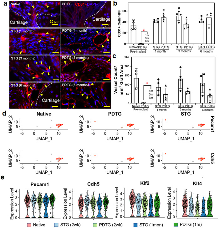 Regeneration of tracheal neotissue in partially decellularized scaffolds.