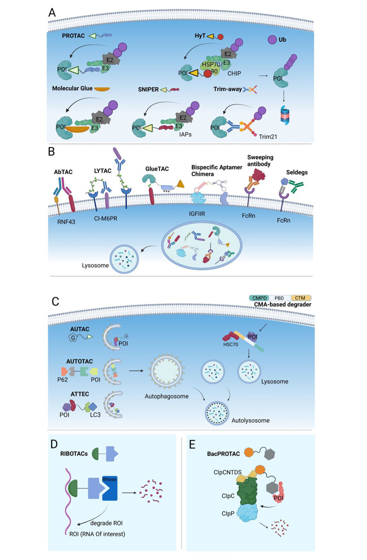 Beyond canonical PROTAC: biological targeted protein degradation (bioTPD).