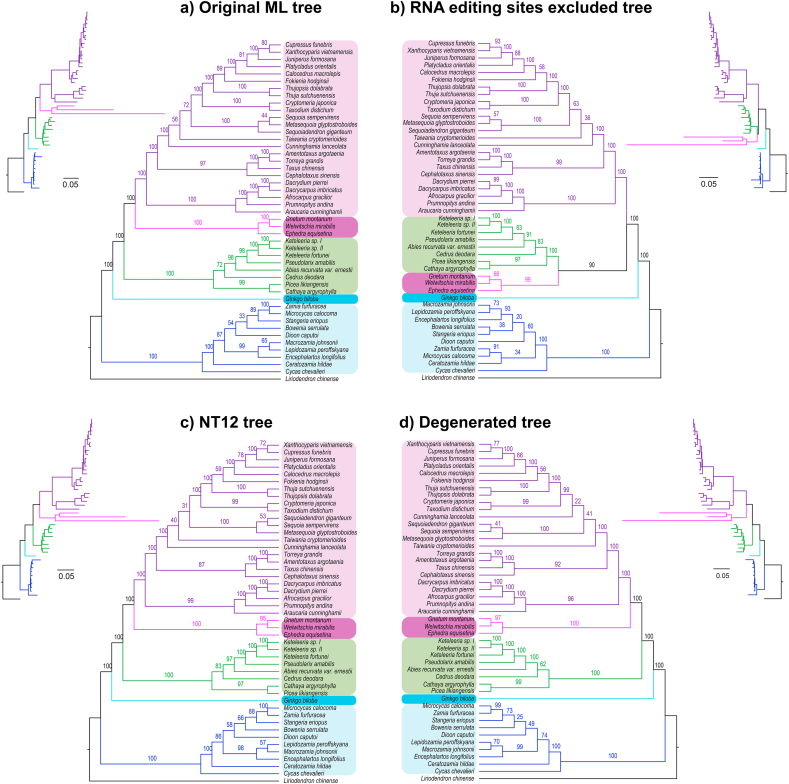 Mitochondrial RNA editing sites affect the phylogenetic reconstruction of gymnosperms