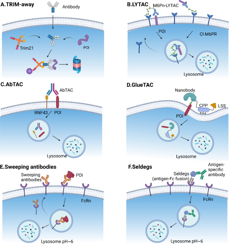 Beyond canonical PROTAC: biological targeted protein degradation (bioTPD).