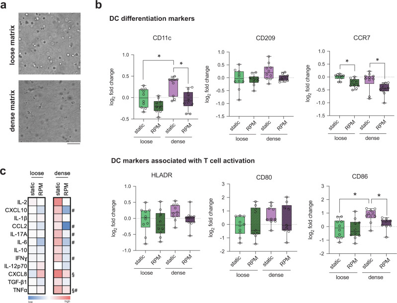 Effects of an aged tissue niche on the immune potency of dendritic cells using simulated microgravity.