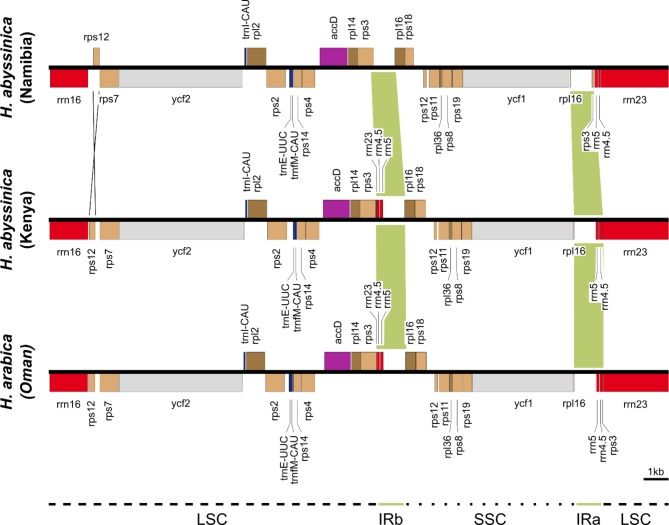 Phylogenetic and comparative analyses of Hydnora abyssinica plastomes provide evidence for hidden diversity within Hydnoraceae.