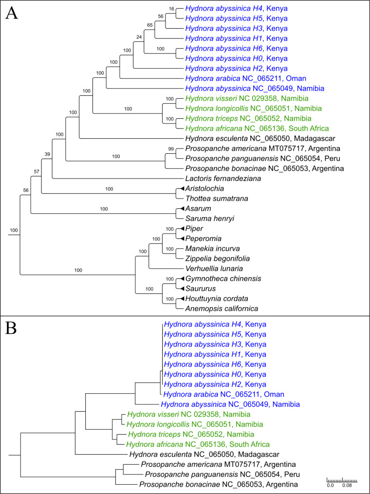 Phylogenetic and comparative analyses of Hydnora abyssinica plastomes provide evidence for hidden diversity within Hydnoraceae.