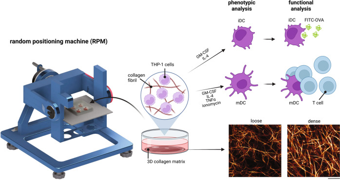 Effects of an aged tissue niche on the immune potency of dendritic cells using simulated microgravity.