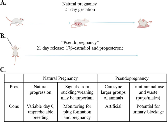 Gestational Breast Cancer - a Review of Outcomes, Pathophysiology, and Model Systems.