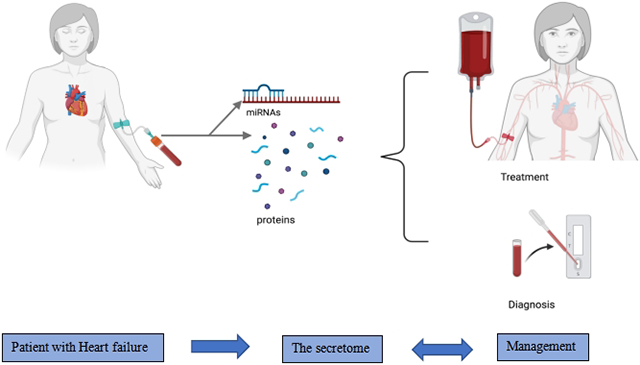 The secretome as a biomarker and functional agent in heart failure.