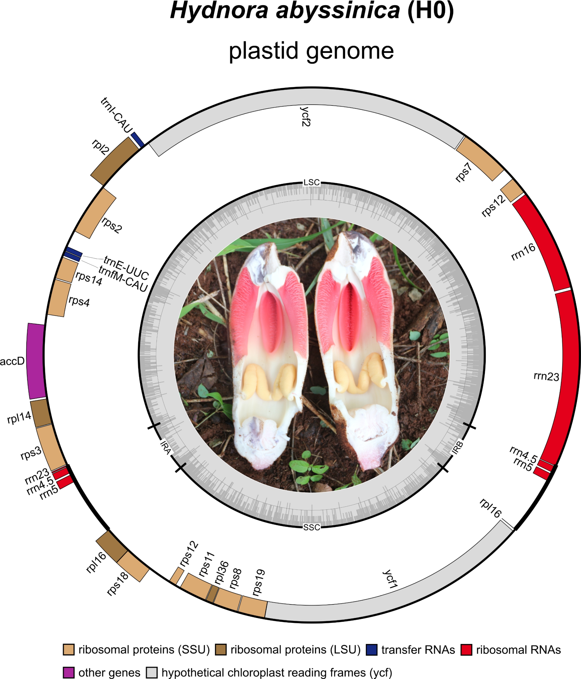 Phylogenetic and comparative analyses of Hydnora abyssinica plastomes provide evidence for hidden diversity within Hydnoraceae.