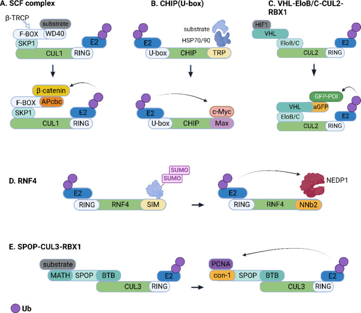 Beyond canonical PROTAC: biological targeted protein degradation (bioTPD).