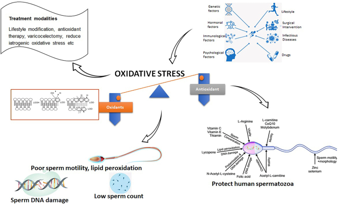 Role of oxidative stress in male infertility.