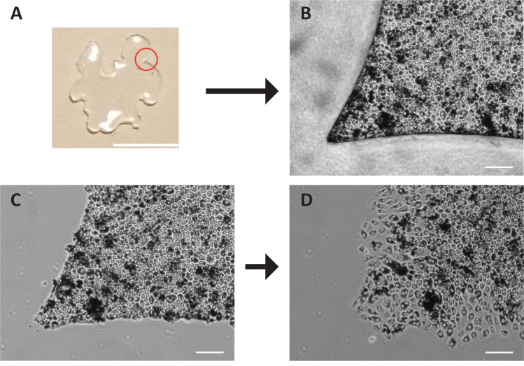 The impact of early RPE cell junction loss on VEGF, Ang-2, and TIMP secretion in vitro.