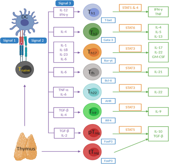 Inflammation in the pathogenesis of depression: a disorder of neuroimmune origin.