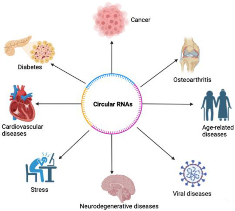 Functions of Circular RNA in Human Diseases and Illnesses.