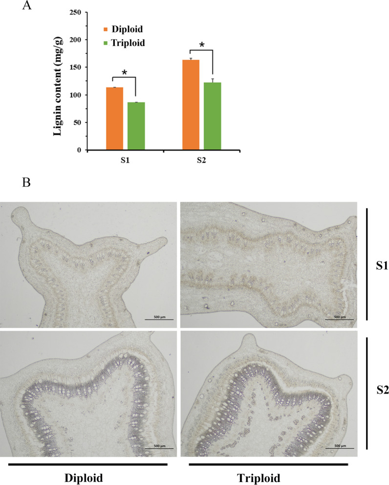 Integrated transcriptomic and metabolomic analysis reveals the effects of polyploidization on the lignin content and metabolic pathway in Eucalyptus.