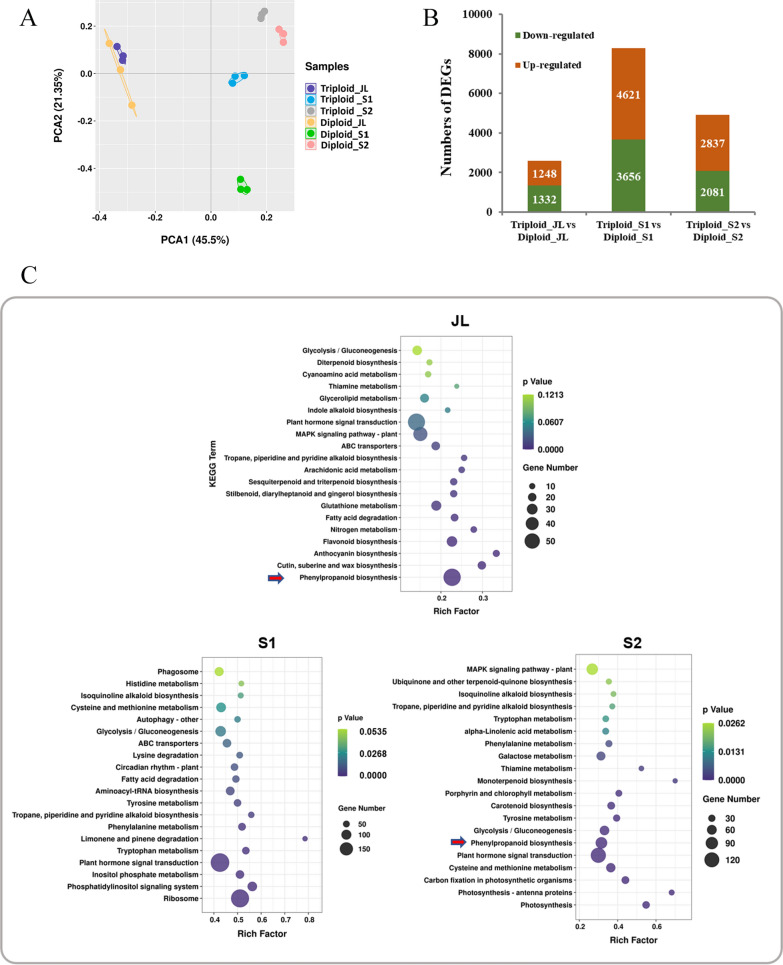 Integrated transcriptomic and metabolomic analysis reveals the effects of polyploidization on the lignin content and metabolic pathway in Eucalyptus.