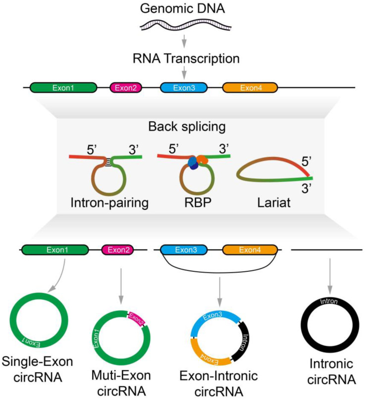 Functions of Circular RNA in Human Diseases and Illnesses.